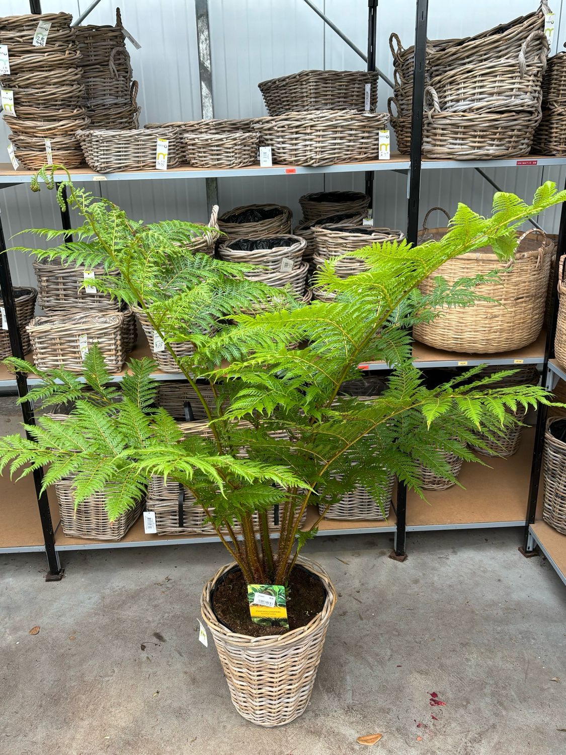 Dicksonia Antarctica (Boomvaren) OP=OP Dicksonia Antarctica (Boomvaren) OP=OP