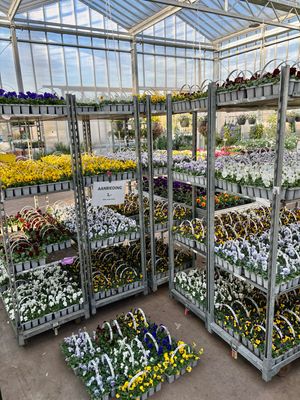 Violen (viool) trays 10 stuks OP=OP