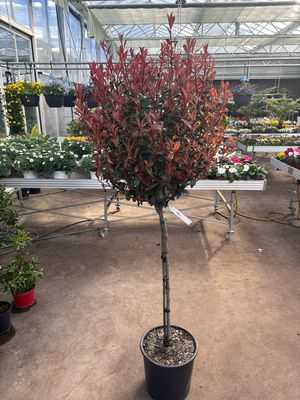 Photinia fraseri 'Carré Rouge' (Glansmispel op stam) OP=OP