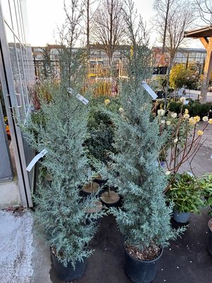 Cupressus arizonica 'Glauca' (Cipres) OP=OP