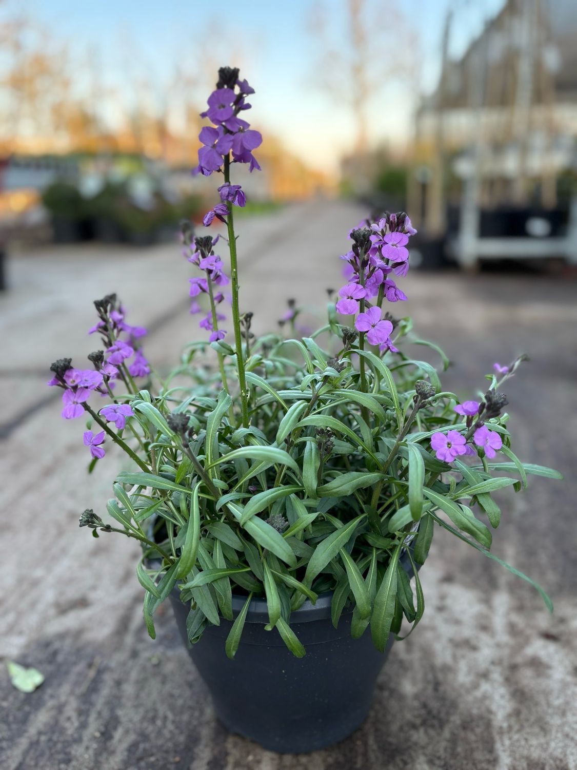 Erysimum (Steenraket) OP=OP