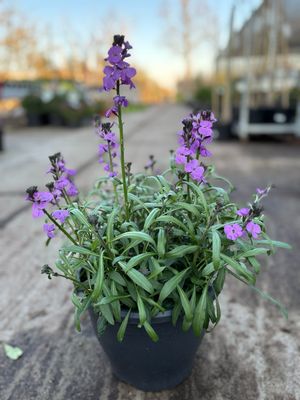 Erysimum (Steenraket) OP=OP