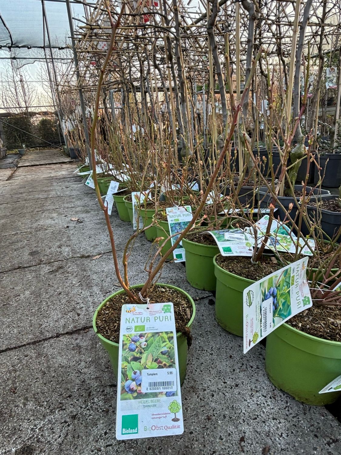 Vaccinium (Bosbes) verschillende soorten OP=OP
