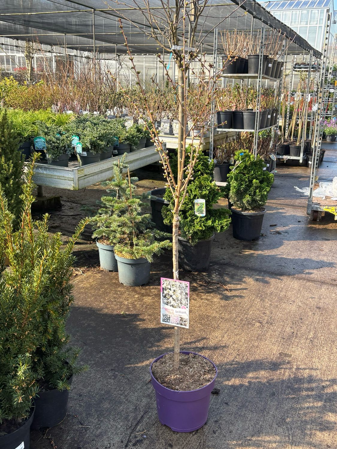 Prunus nipponica 'Brillant' (Prunus op stam) OP=OP