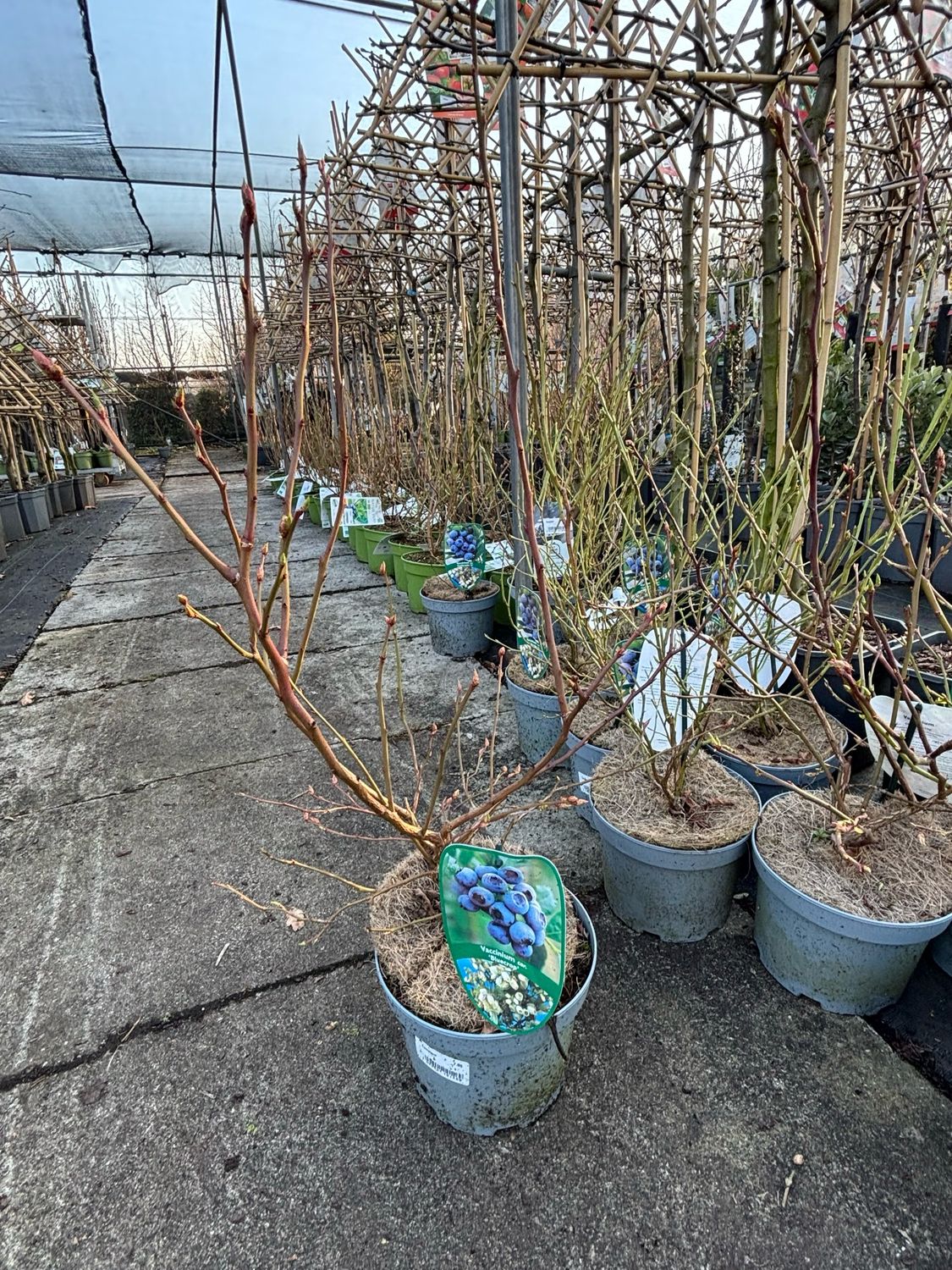 Vaccinium corymbosum Bluecrop (Bosbes) OP=OP