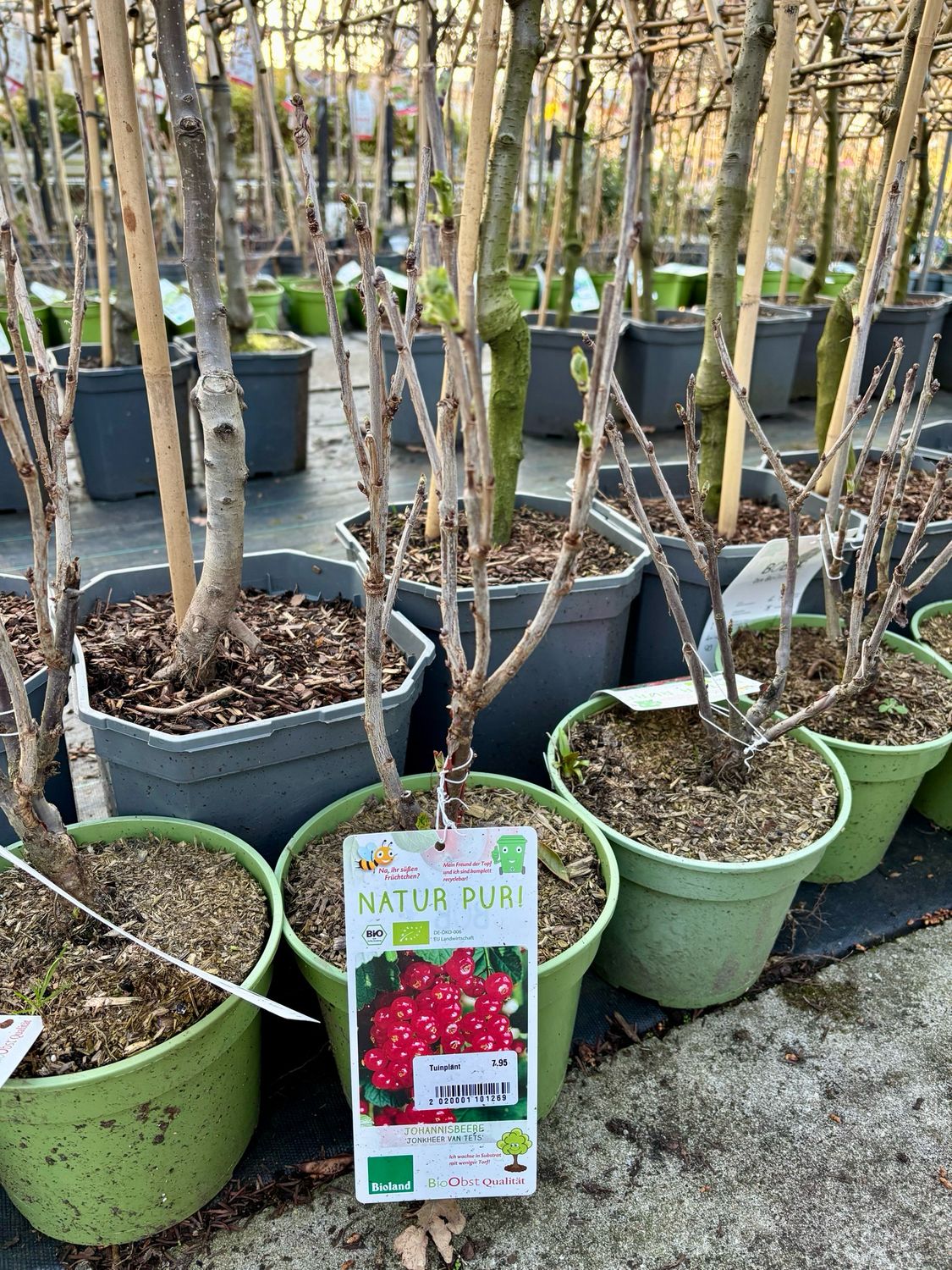 Ribes rubrum (Aalbes of Rode bessen) verschillende soorten OP=OP