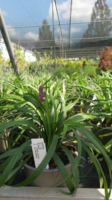Liriope muscari (Leliegras) OP=OP