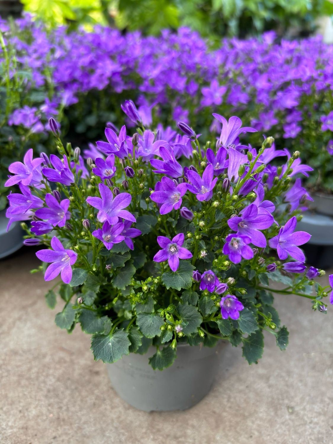 Campanula (Klokjesbloem) OP=OP