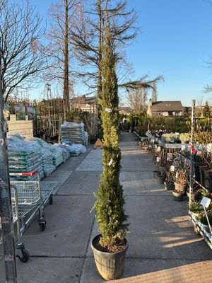 Cupressus Sempervirens Pyramidalis (Italiaanse  Cipres) OP=OP