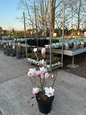 Magnolia 2 soorten OP=OP