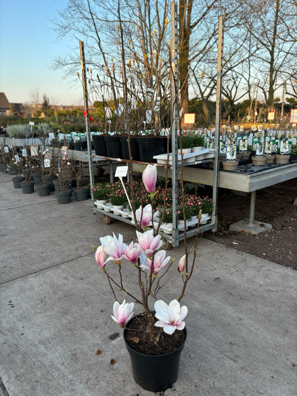 Magnolia 2 soorten OP=OP