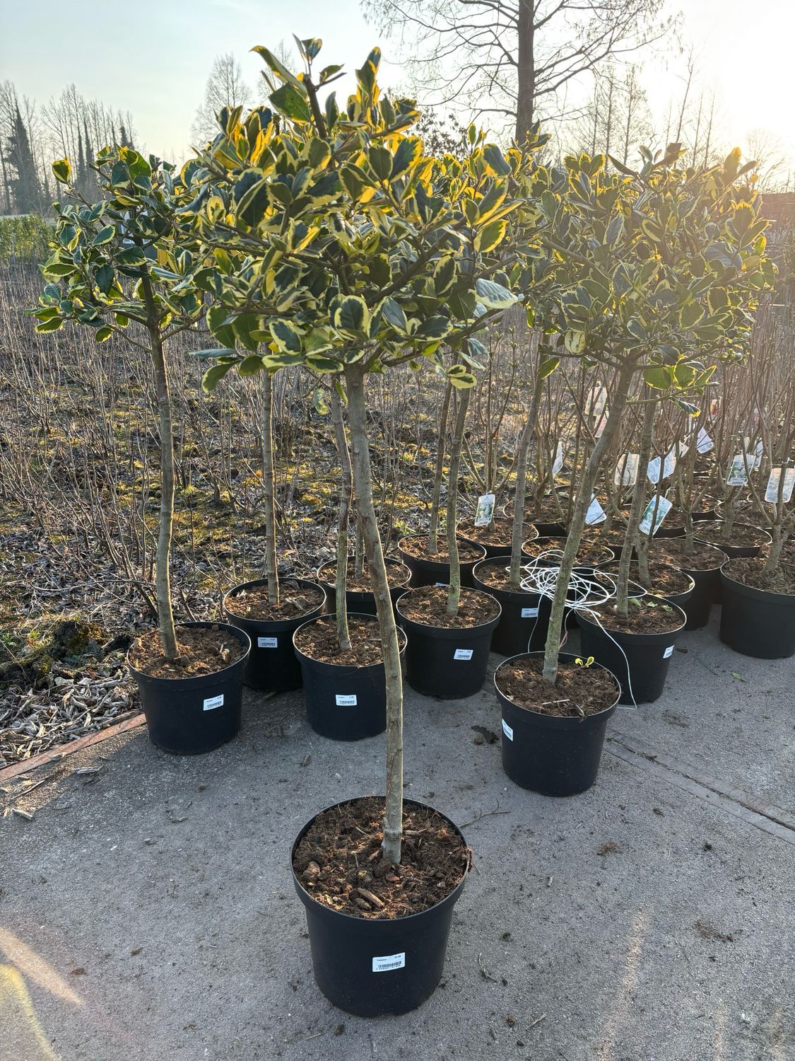Ilex (bonte hulst op stam) OP=OP
