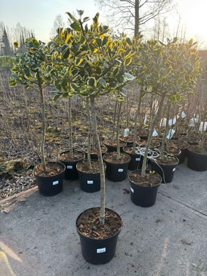 Ilex (bonte hulst op stam) OP=OP