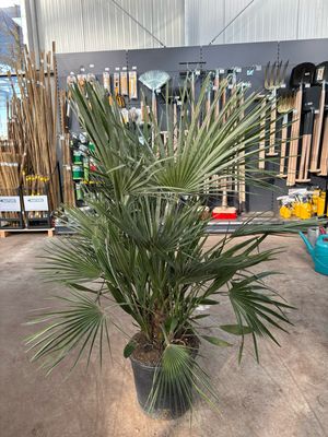 Chamaerops humilis (Palmboom) OP=OP
