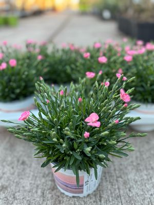 Dianthus (Anjer) 3 voor €10 OP=OP