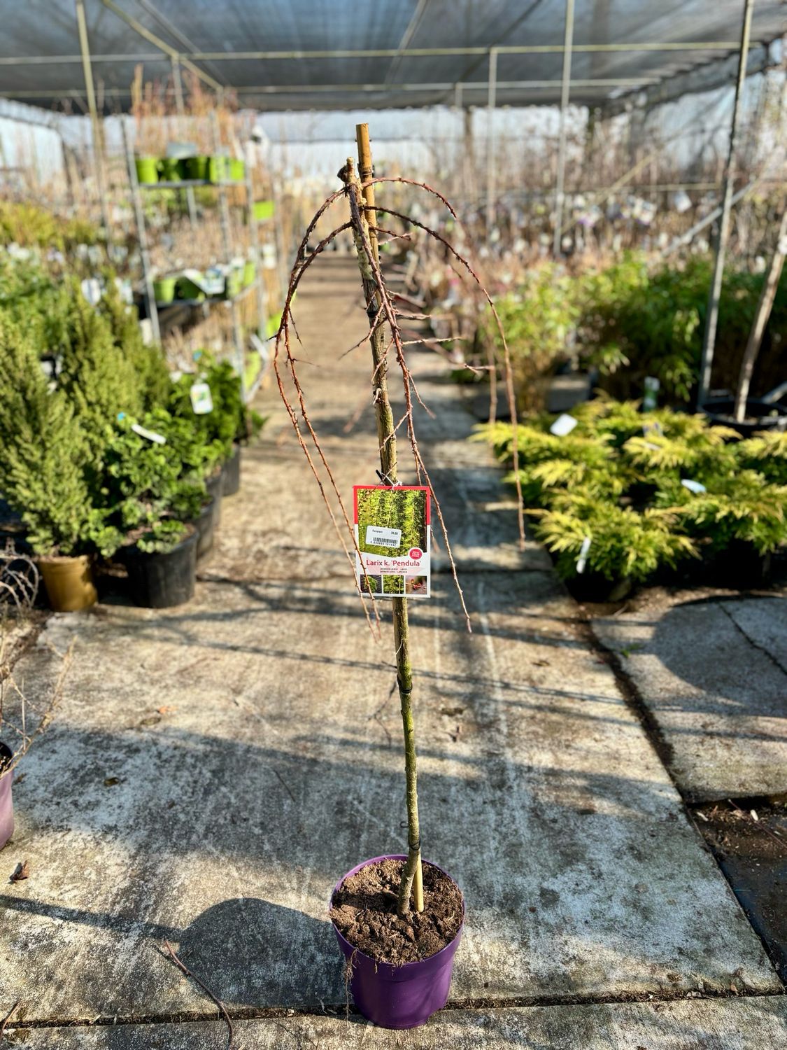 Larix kaempferi 'Pendula' (Europese larix) OP=OP