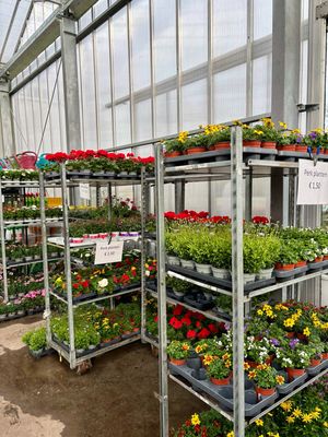 Afwisselend Assortiment Perkplanten OP=OP