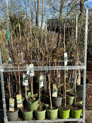 Ribes nigrum (Zwarte aalbes of zwarte bessen op stam) verschillende soorten OP=OP