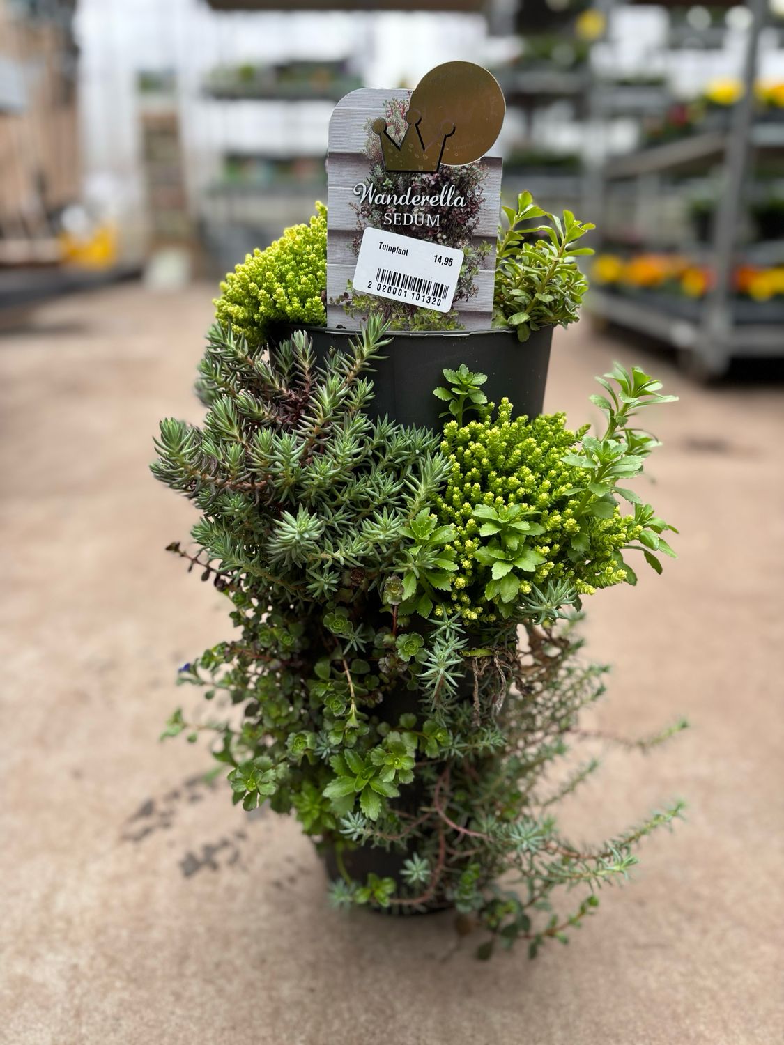 Sedum staande bak OP=OP