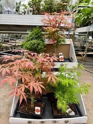 Bonsai OP=OP