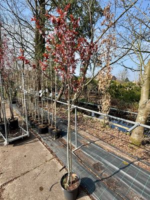 Prunus (Japanse Sierkers) OP=OP