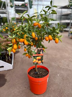 Kumquat (Chinese dwerg sinaasappel boompje) OP=OP
