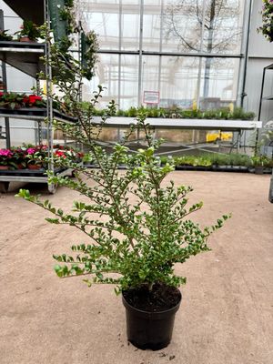 Ilex crenata 'Convexa`(Japanse Hulst) OP=OP