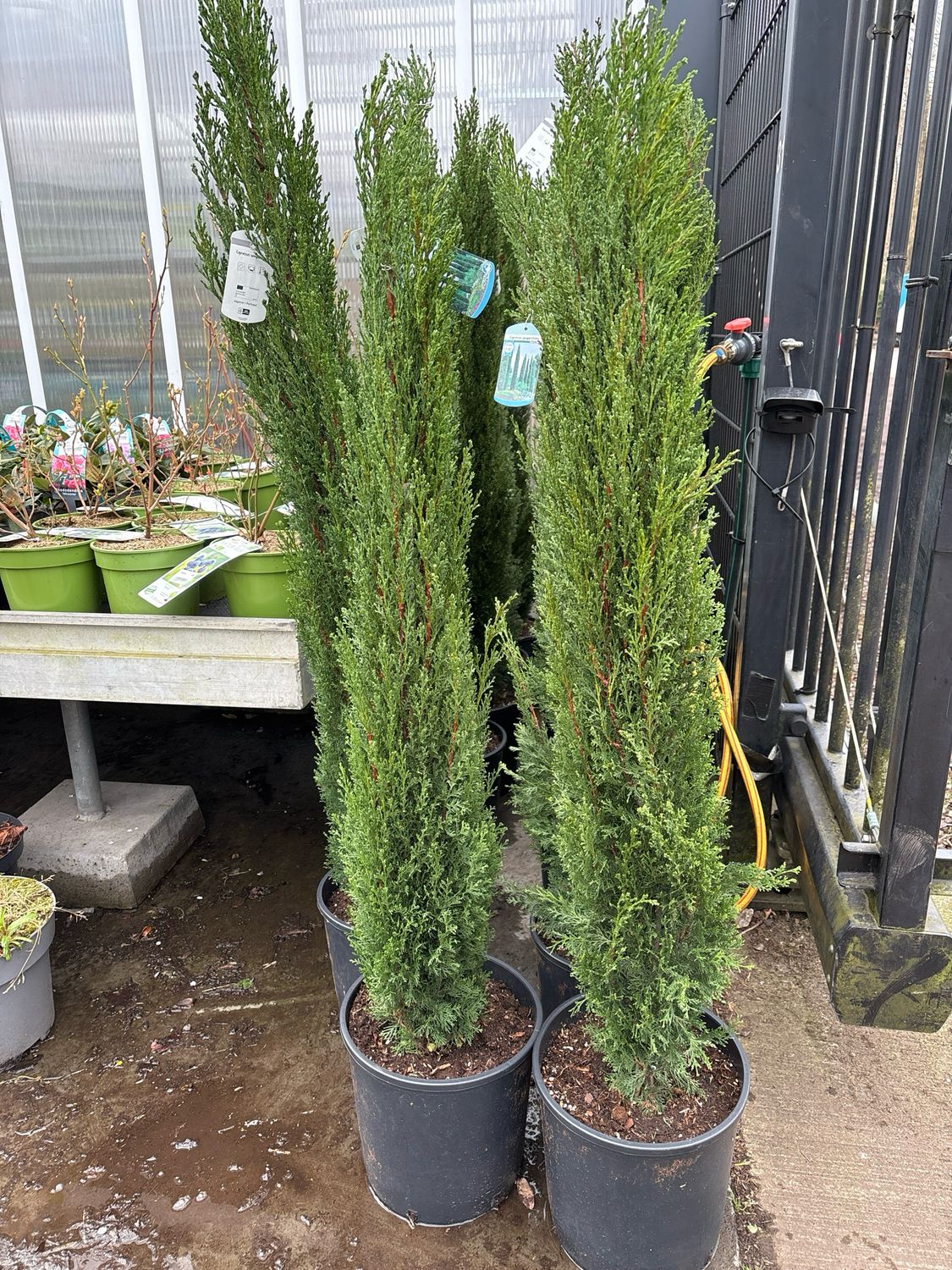 Cupressus Sempervirens (Italiaanse cipres) OP=OP