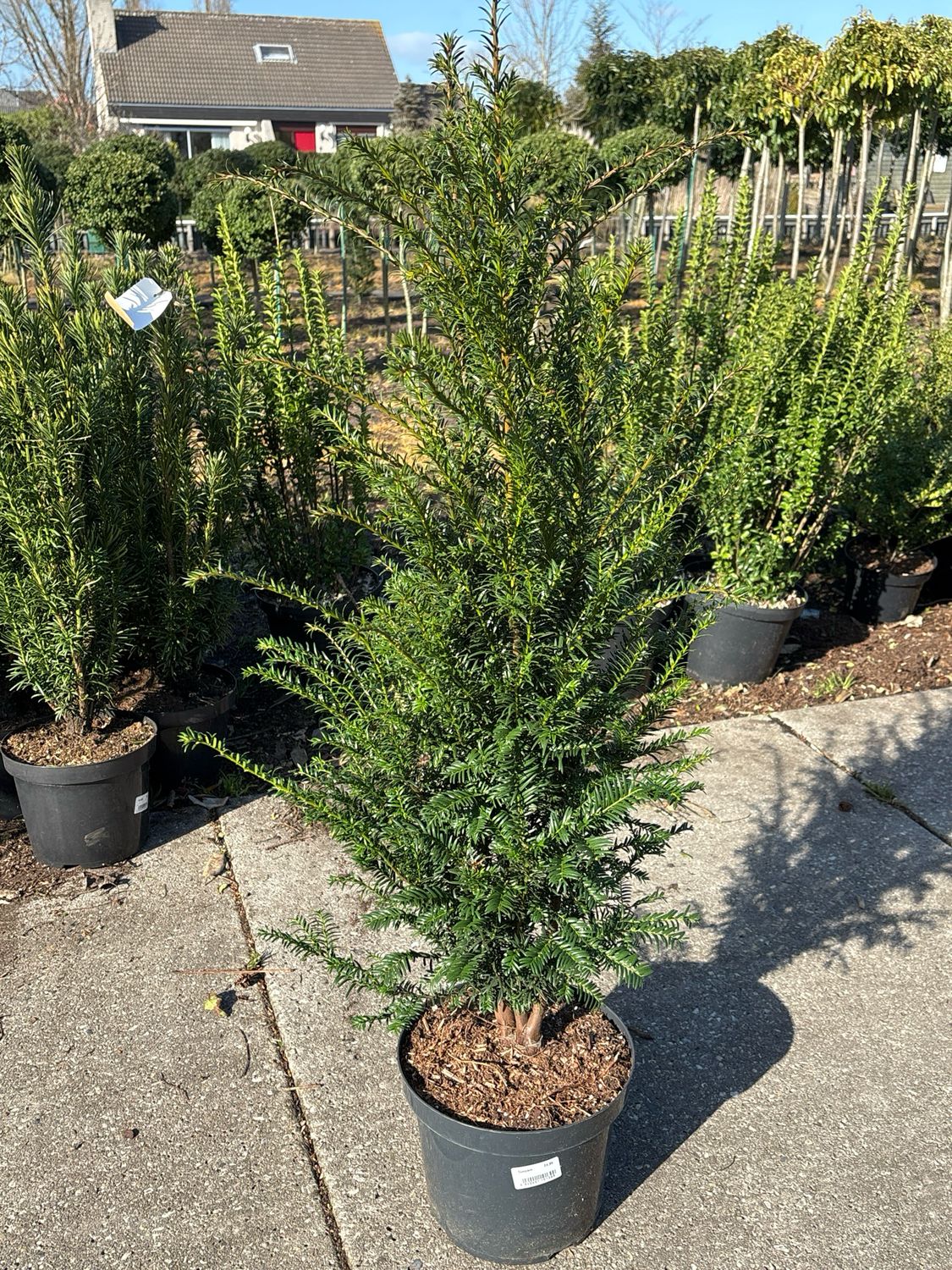 Taxus baccata (Venijnboom) OP=OP