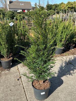 Taxus baccata (Venijnboom) OP=OP