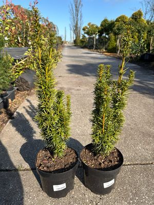 Taxus baccata 'Fastigiata Aurea (Venijnboom) OP=OP