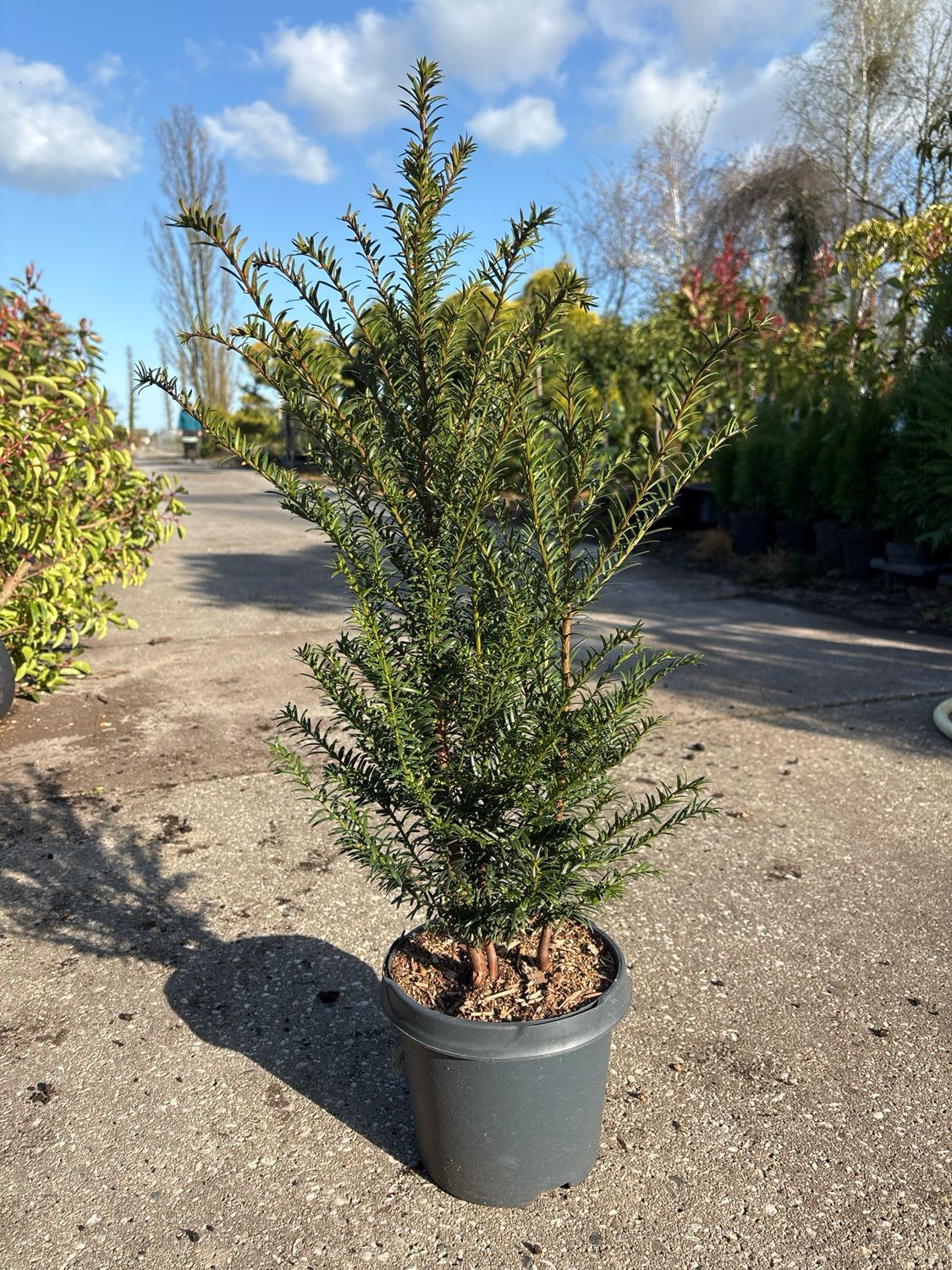 Taxus baccata (Venijnboom) OP=OP