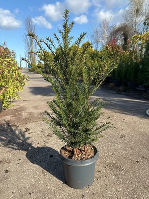 Taxus baccata (Venijnboom) OP=OP