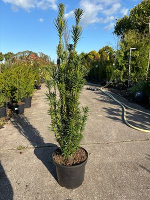 Cephalotaxus harringtonii 'Fastigiata' (Venijnboom) OP=OP