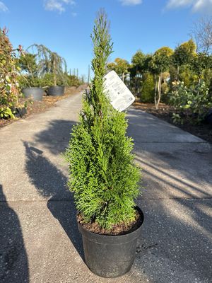 Thuja occidentalis 'Smaragd'  ((Levensboom) OP=OP