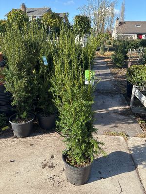 Taxus media 'Hicksii (Venijnboom) OP=OP