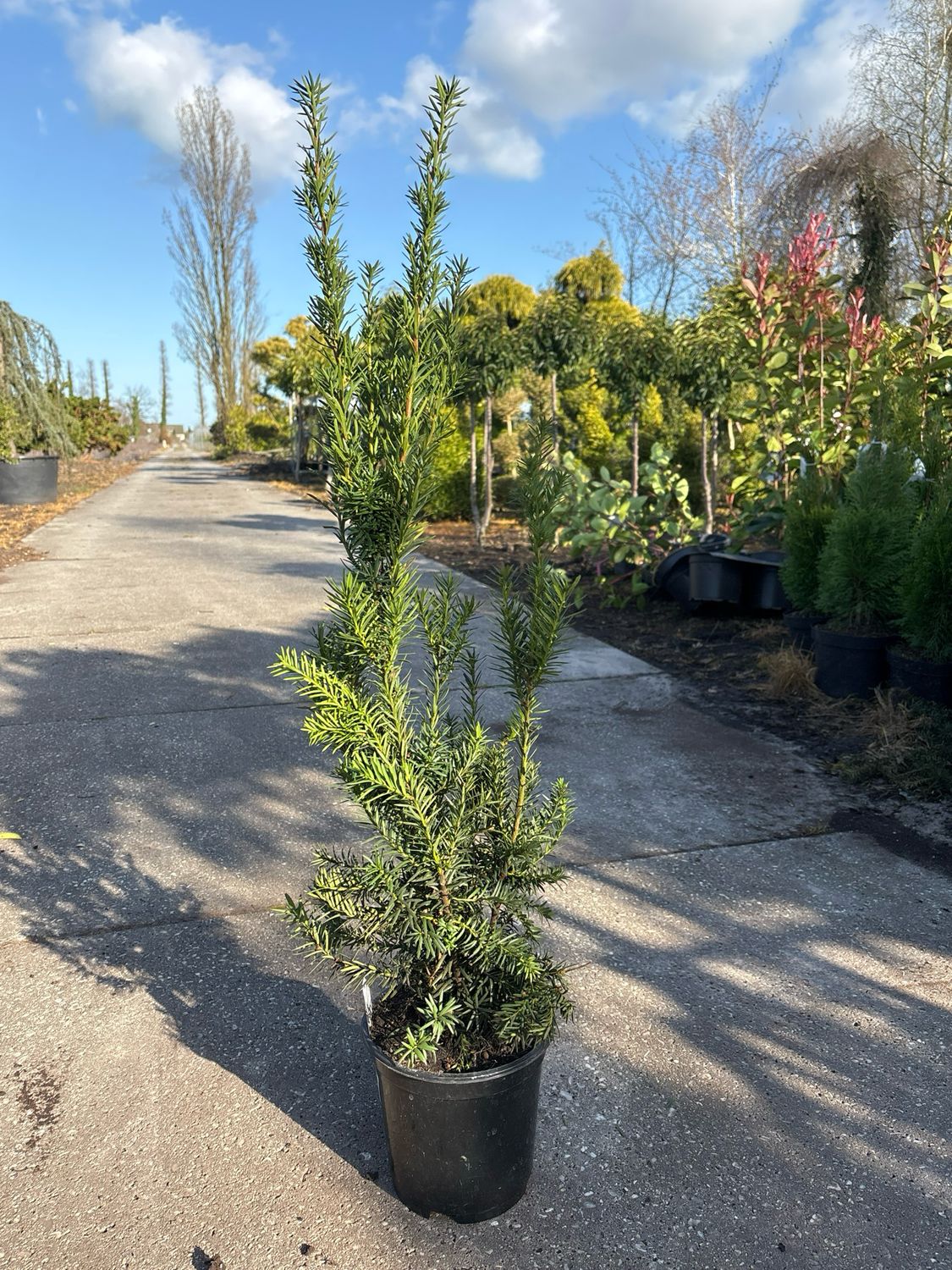 Taxus media 'Hicksii (Venijnboom) OP=OP