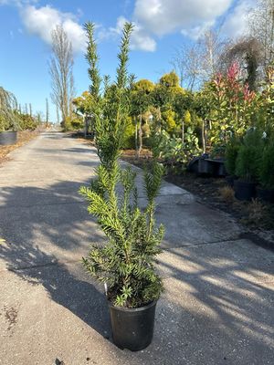 Taxus media 'Hicksii (Venijnboom) OP=OP