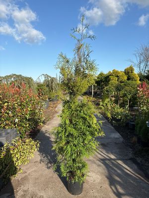 Thuja occidentalis Brabant (Levensboom) OP=OP