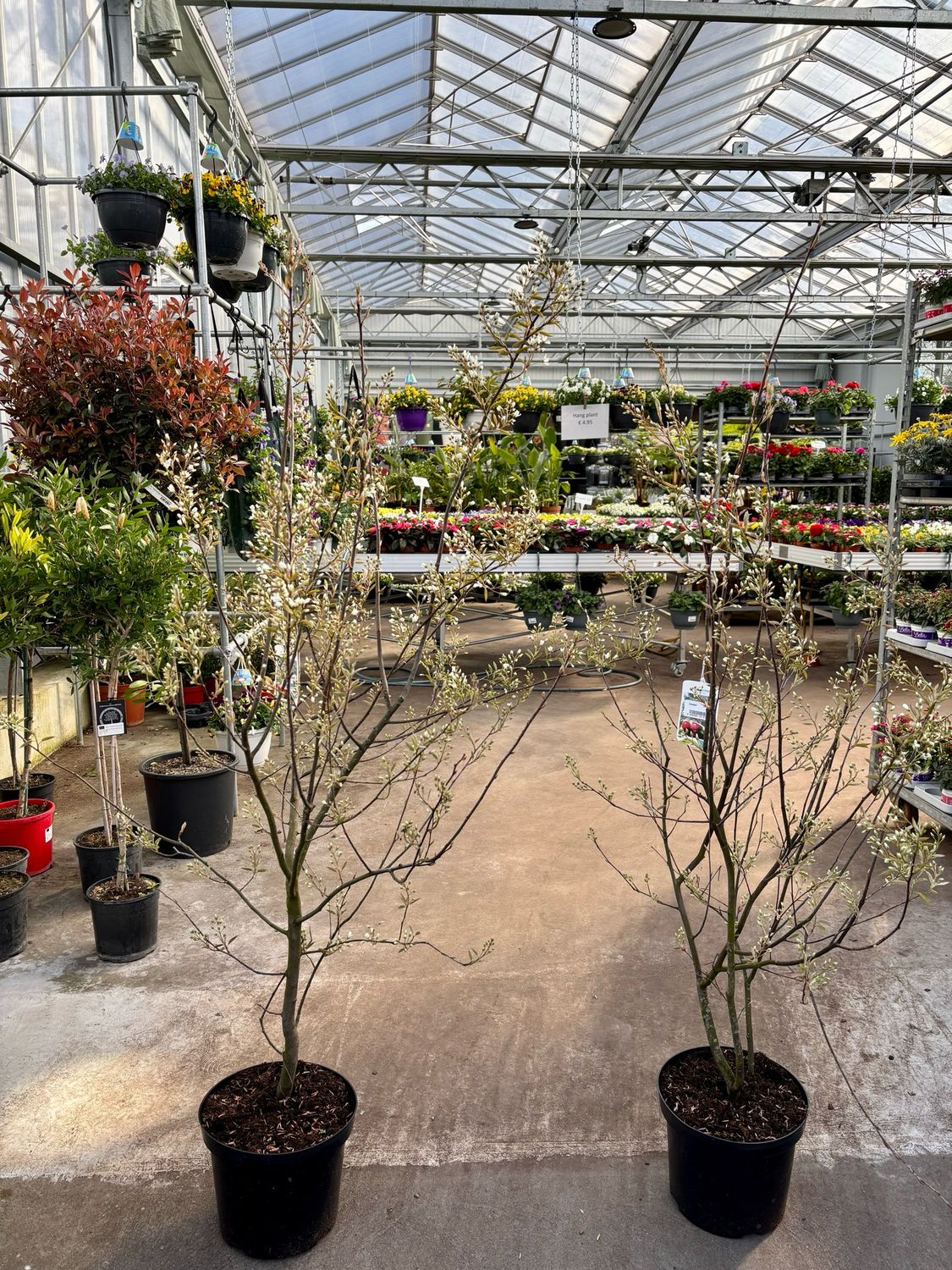 Amelanchier lamarckii (Amerikaans krenteboompje) OP=OP