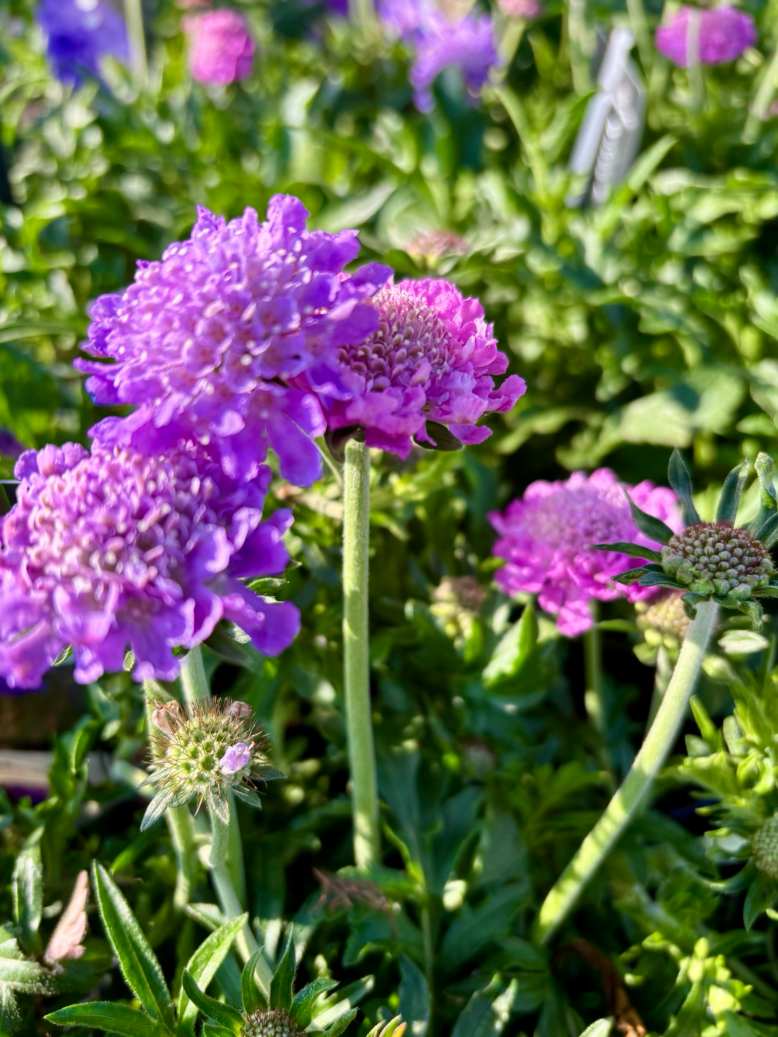 Scabiosa (Duifkruid) OP=OP