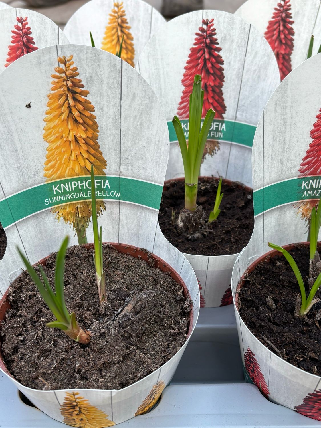 Kniphofia Flamenco (Vuurpijl) 4 voor €10 verschillende soorten OP=OP