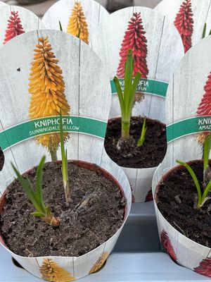 Kniphofia Flamenco (Vuurpijl) 4 voor €10 verschillende soorten OP=OP