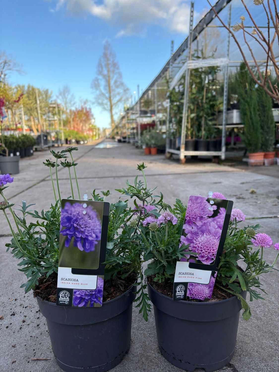 Scabiosa (Duifkruid) OP=OP