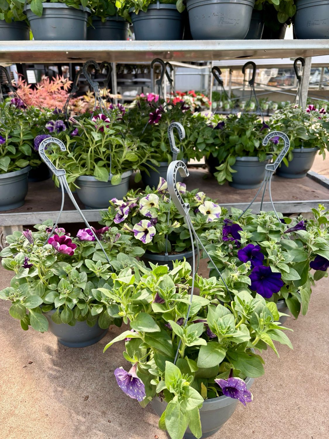 Perkplanten Petunia Hangplanten (Hangplant) verschillende soorten OP=OP Perkplanten Petunia Hangplanten (Hangplant) verschillende soorten OP=OP