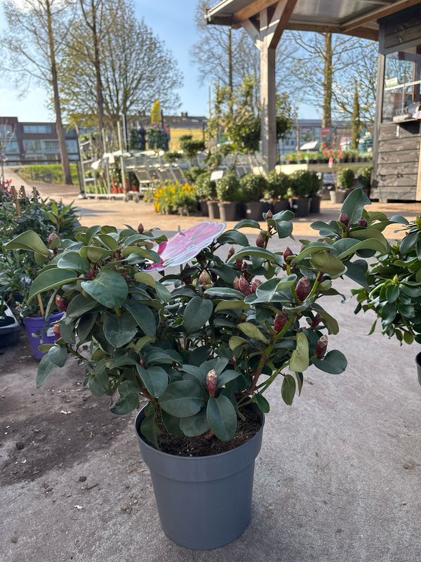 Rhododendron (Rododendron) 10 soorten OP=OP Rhododendron (Rododendron) 10 soorten OP=OP
