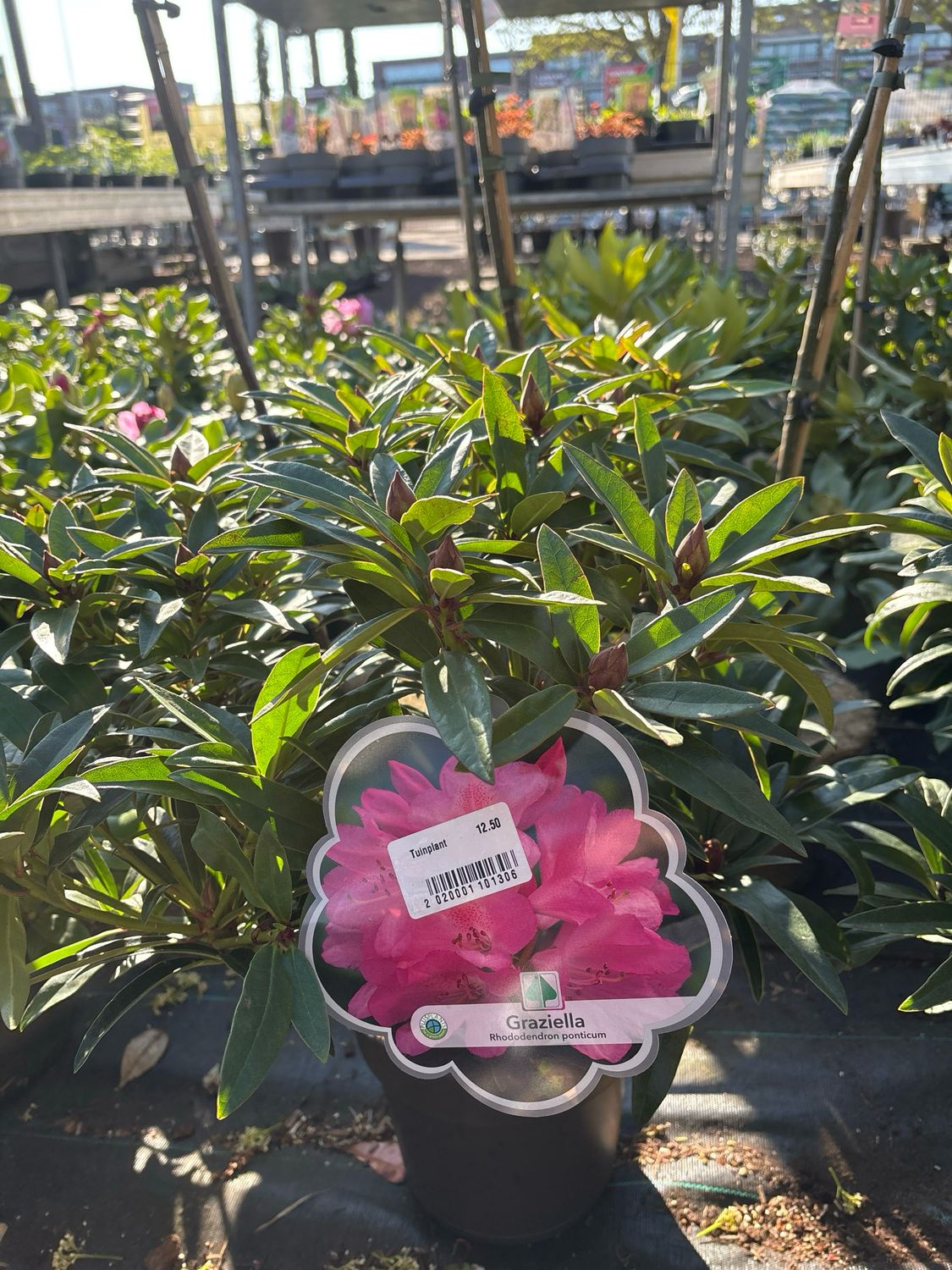 Rhododendron Graziella (Rododendron) OP=OP