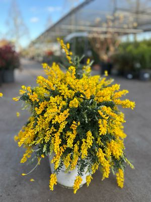 Cytisus racemosus (Kamerbrem) OP=OP