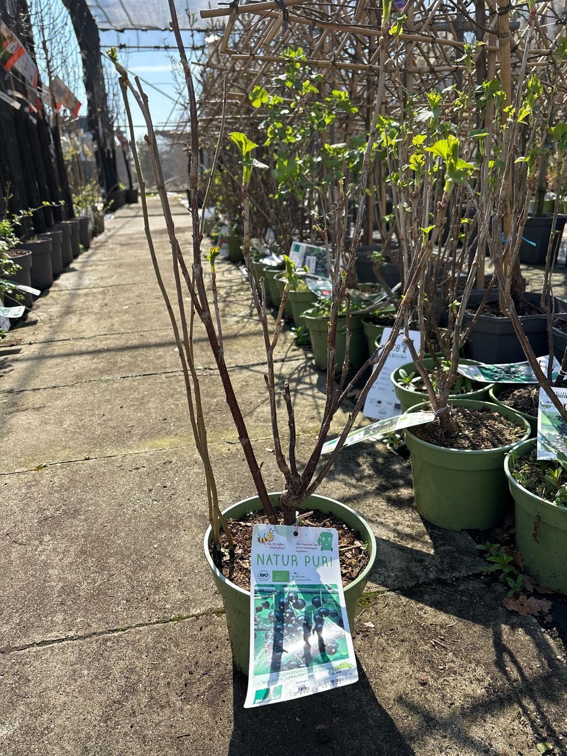 Ribes nigrum (Zwarte aalbes of zwarte bessen) verschillende soorten OP=OP