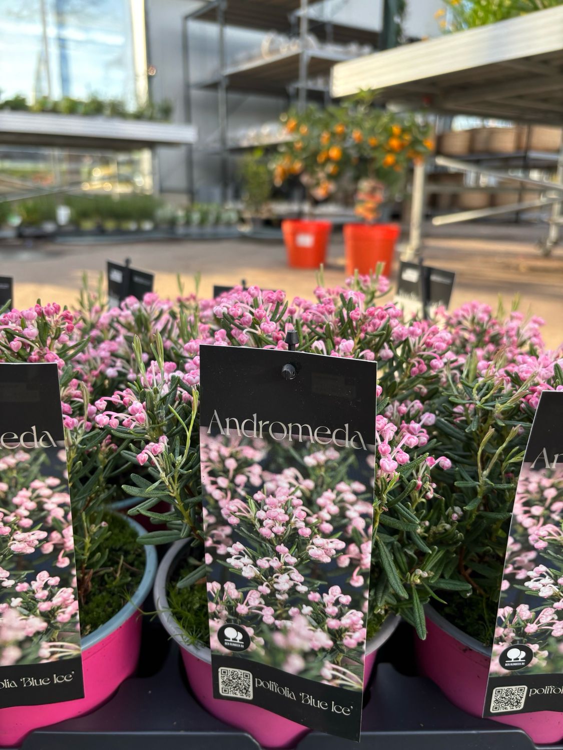 Andromeda polifolia 'Compacta' en ‘Blue Ice’(Lavendelheide) 3 voor €10 OP=OP